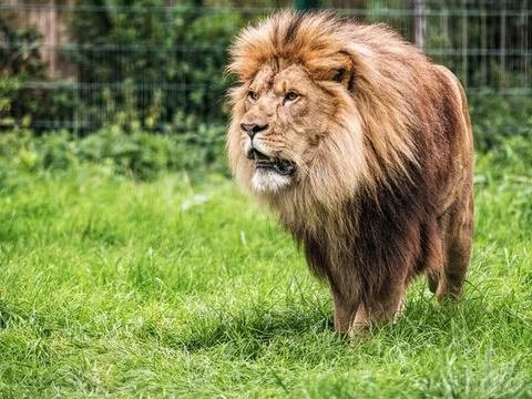 A lion at Blackpool Zoo
